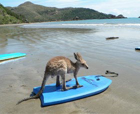 Cape Hillsborough National Park - Perths Hotel 1
