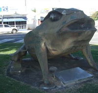 Big Cane Toad - Perths Hotel