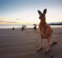 Wallabies on the Beach at Cape Hillsborough - Perths Hotel