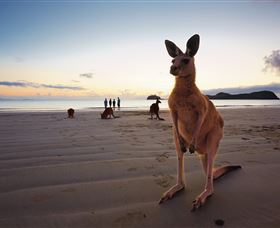 Wallabies On The Beach At Cape Hillsborough - Perths Hotel 0