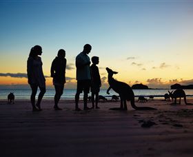 Wallabies On The Beach At Cape Hillsborough - Perths Hotel 2