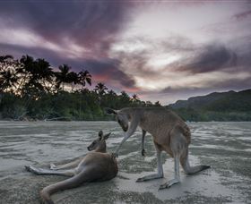 Wallabies On The Beach At Cape Hillsborough - Perths Hotel 1