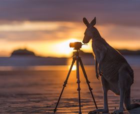 Wallabies On The Beach At Cape Hillsborough - Perths Hotel 3