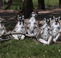 Savannah Visitor Plaza Taronga Western Plains Zoo Dubbo - Perths Hotel