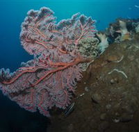 Luncheon Bay Dive Site - Perths Hotel