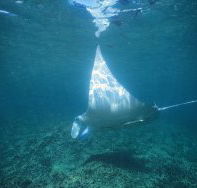 Manta Ray Bay Dive Site - Perths Hotel