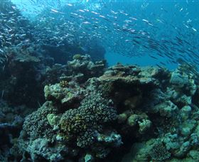 Manta Ray Drop Off Dive Site - Perths Hotel 1