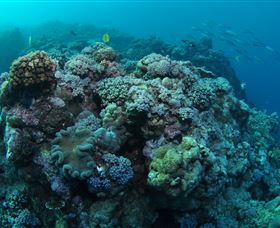 Manta Ray Drop Off Dive Site - Perths Hotel 0