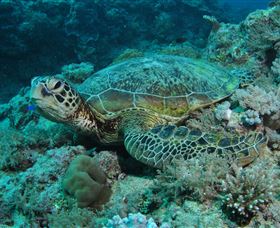Manta Ray Drop Off Dive Site - Perths Hotel 3