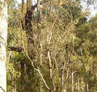 Warby-Ovens National Park - Perths Hotel