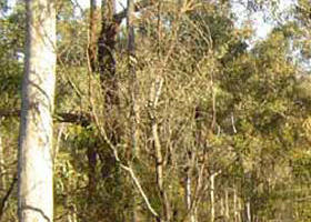 Warby-Ovens National Park - Perths Hotel 0