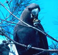 Mount Archer National Park - Perths Hotel