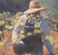 Canobolas Smith Winery - Perths Hotel