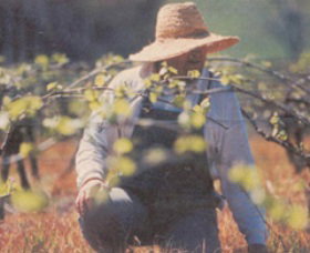 Canobolas Smith Winery - Perths Hotel 0
