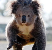 Koalas in Gunnedah - Perths Hotel