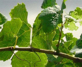 Angullong Wines - Perths Hotel 1