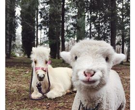 Yarralumla Play Station - Perths Hotel 1