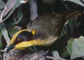 Tyers Park - Perths Hotel 0