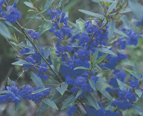Kalamunda National Park - Perths Hotel 2