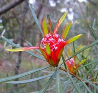 Glenbrook Native Plant Reserve and Nursery - Perths Hotel