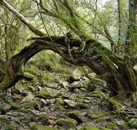 Mitchell River Walking Track - Perths Hotel