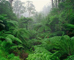 Tarra Bulga National Park - Perths Hotel 0