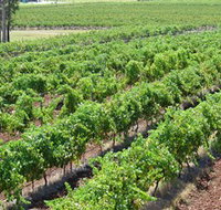 Pokolbin Brothers Wines Hunter Valley - Perths Hotel