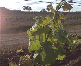 Drayton's Family Wines - Perths Hotel 1