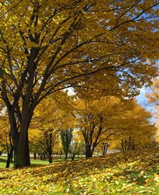 Centennial Park At Cooma - Perths Hotel 0
