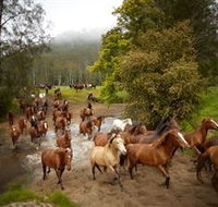 Glenworth Valley Horse Riding - Perths Hotel