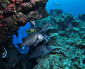 Maori Wrasse Bommie Dive Site - Perths Hotel 1