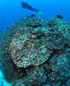Maori Wrasse Bommie Dive Site - Perths Hotel 2