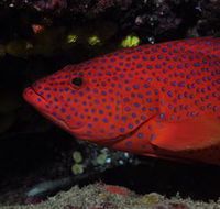 Maori Wrasse Bommie Dive Site