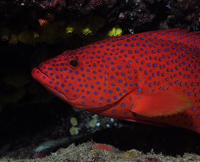 Maori Wrasse Bommie Dive Site - Perths Hotel 0