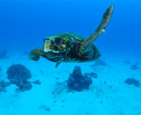 Maori Wrasse Bommie Dive Site - Perths Hotel 3