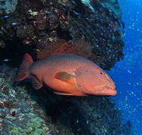 Anchor Bommie Dive Site