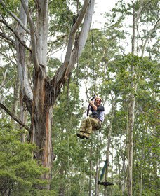 TreeTop Adventure Park Central Coast - Perths Hotel 2
