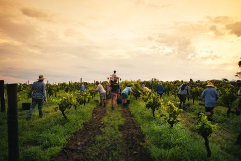 Tyrrells Vineyards - Perths Hotel 1