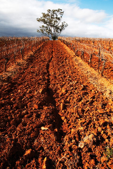 Tyrrells Vineyards - Perths Hotel 3