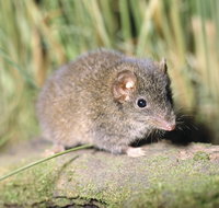 Munmorah State Conservation Area - Perths Hotel