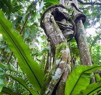 Tamborine Rainforest Skywalk - Perths Hotel