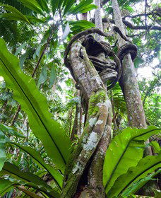 Tamborine Rainforest Skywalk - Perths Hotel 0
