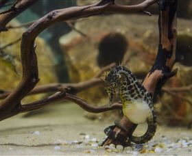 Irukandji Shark And Ray Encounters - Perths Hotel 2