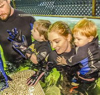 Irukandji Shark and Ray Encounters - Perths Hotel