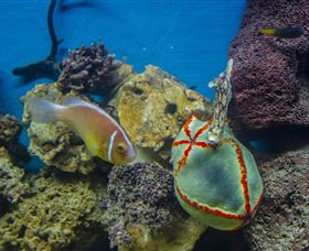 Irukandji Shark And Ray Encounters - Perths Hotel 6