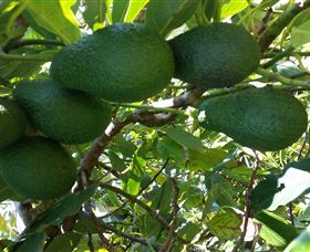 The Avocado Farm - Perths Hotel 6