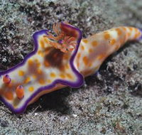 Curtain Artificial Reef Dive Site - Perths Hotel