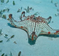 The Pines Dive Site - Perths Hotel