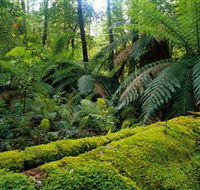 Errinundra National Park - Perths Hotel