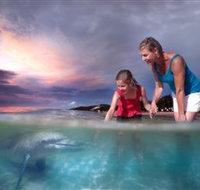 Tangalooma Dolphin Feeding